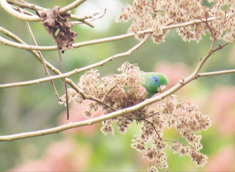 love bird