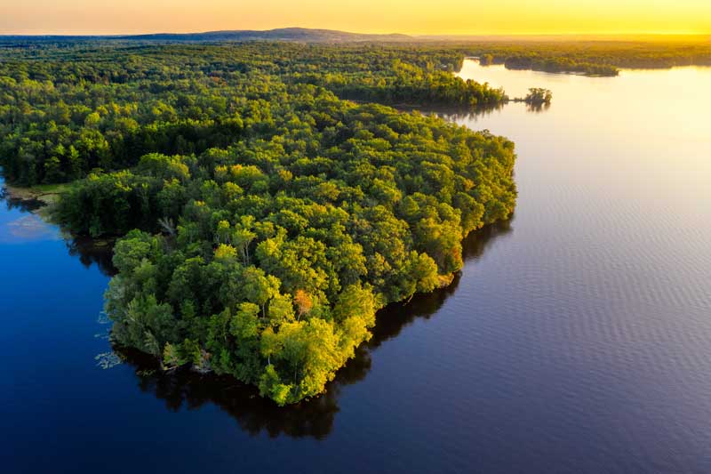 forest coast